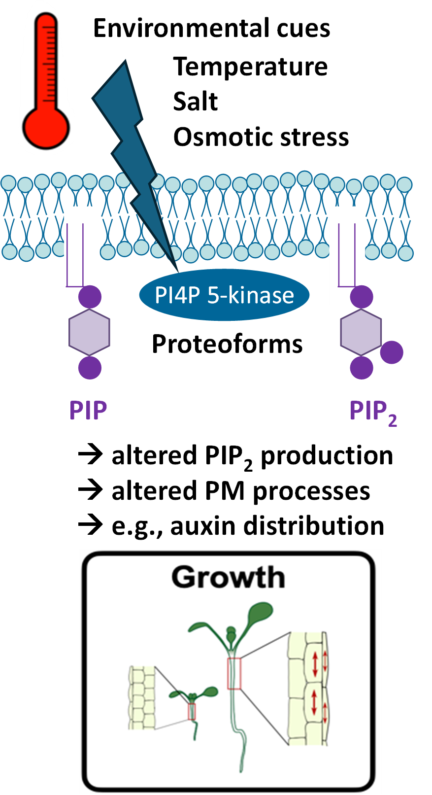 RESEARCH - Plant Proteoform Diversity
